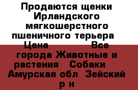 Продаются щенки Ирландского мягкошерстного пшеничного терьера › Цена ­ 30 000 - Все города Животные и растения » Собаки   . Амурская обл.,Зейский р-н